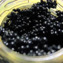 Caviar 