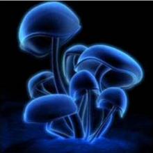 Infected Mushrooms